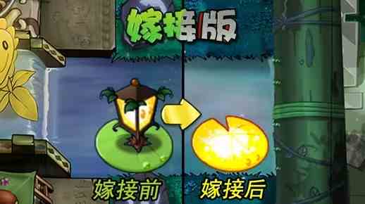 《植物大战僵尸嫁接版》新植物路灯花荷叶介绍