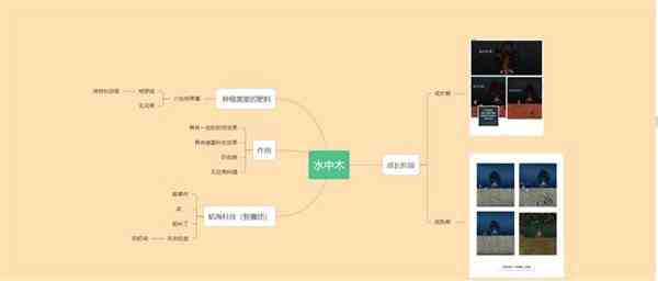 《饥荒》水中木种植流程-水中木有什么用